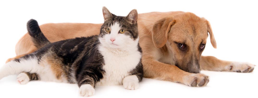 Furry Friends Rockin Rescue - About Us Image